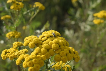 Common Tansy Macro Bee Shut 