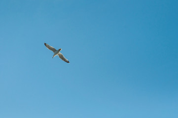 Fototapeta na wymiar portrait of seagull flying on blue sky background