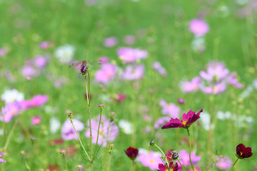 コスモスとトンボ
