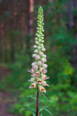Digitalis lanata Macro Shut 