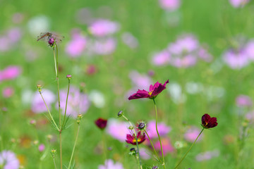 コスモスとトンボ