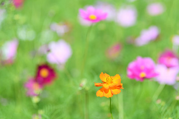 コスモス