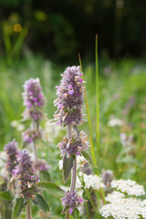 Stachys Byzantina Flower Macro 
