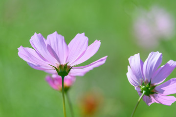 コスモス