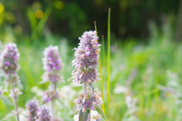 Stachys Byzantina Flower Macro 