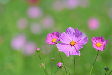 コスモス