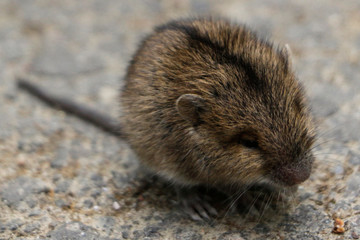 vole