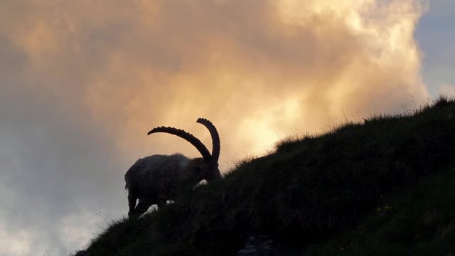 Alpine ibex (Capra ibex) at sunset