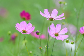 コスモス