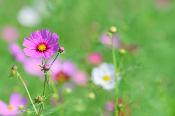 コスモス