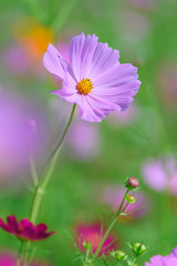 Obraz premium コスモス