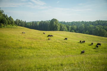 Cows grazing in the meadow in sunny summer day. Peaceful scenery of a farmland.