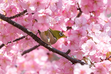 メジロと河津桜　東京都江戸川区　旧中川
