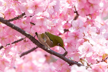メジロと河津桜　東京都江戸川区　旧中川