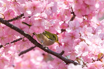 メジロと河津桜　東京都江戸川区　旧中川