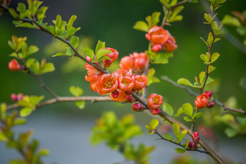 Beautiful orange cydonia flowers blossoming in the spring garden. Edible fruit flowers.