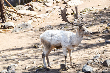 white deer with horns standing on the sand