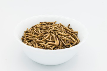 mealworms  crustaceans tenebrio molitor isolated