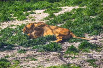 lionesses lie on the green grass in the sun heat