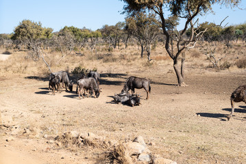 Cape Buffalo from africa