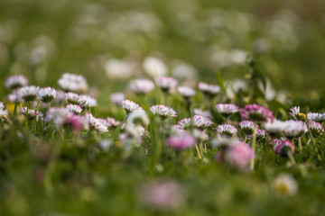 Beautiful white daisies blooming in the grass. Summer scenery in garden and park. Flowers of Northern Europe.