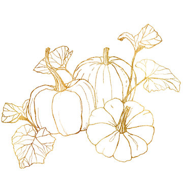 An Illustration Showing Parts of a Pumpkin Plant. Stock Vector -  Illustration of growing, field: 136638450