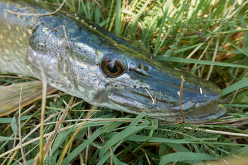 Head of a pike after catch on a meadow