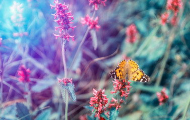 Nice orange butterfly with open wings sit on flower. Toned color photo