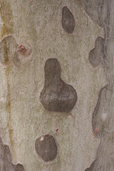 Bark of an old plane tree