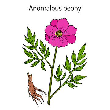 Anomalous peony Paeonia anomala , medicinal plant