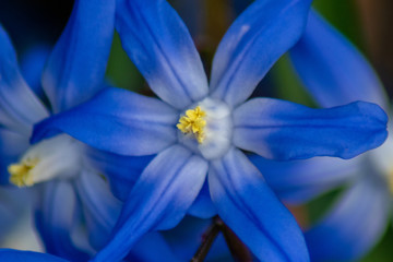 detailed macro close up of blue scilla flowers