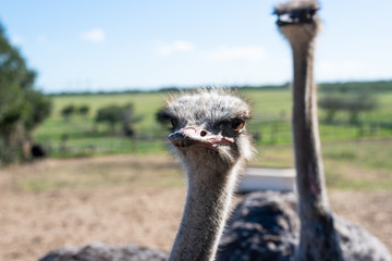 African ostrich in South Africa.