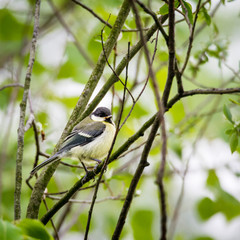 Naklejka premium Little bluetit on a branch