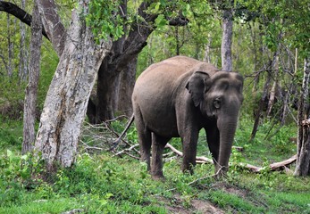 Fototapeta premium Elephant @ Nagarhole National Park, Karnadaka, India