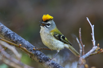 Madeira firecrest, Bis bis, Regulus madeirensis is singing