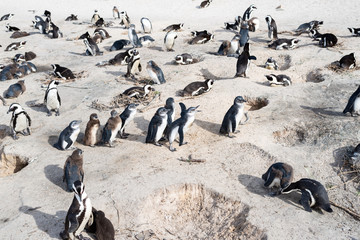 African wild penguins on the beach.
