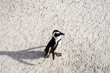 African wild penguins on the beach.