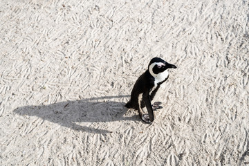 African wild penguins on the beach.