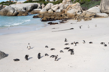African wild penguins on the beach.