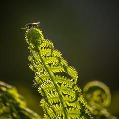 Beautiful, fresh, green fern leaves in the forest at spring. Green natural pattern.