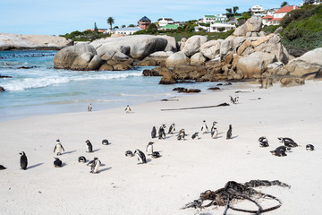 Obraz premium African wild penguins on the beach.