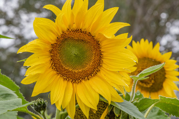 Sunflowers in bloom