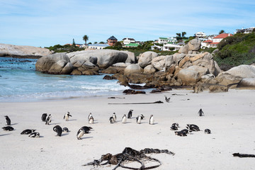 African wild penguins on the beach.