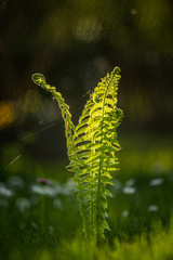 Beautiful, fresh, green fern leaves in the forest at spring. Green natural pattern.