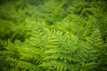 Beautiful, fresh, green fern leaves in the forest at spring. Green natural pattern.