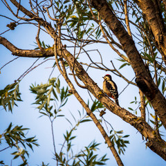 Woodpecker on a tree