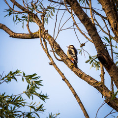 Woodpecker on a tree