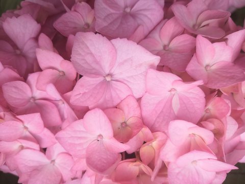 Pink Rose Petals On White Background