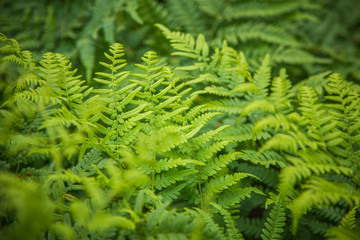Beautiful, fresh, green fern leaves in the forest at spring. Green natural pattern.