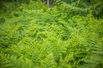 Beautiful, fresh, green fern leaves in the forest at spring. Green natural pattern.